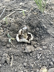 Agaricus deserticola