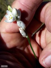 Ornithogalum anguinum