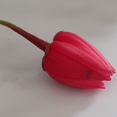 Crinodendron hookerianum