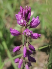 Polygala hybrida