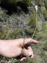 Ornithogalum anguinum