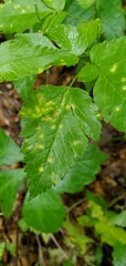 Puccinia pimpinellae