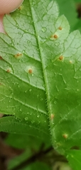 Puccinia pimpinellae