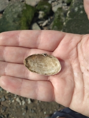 Mya arenaria