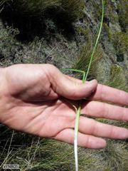 Ornithogalum anguinum