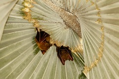 Cynopterus sphinx