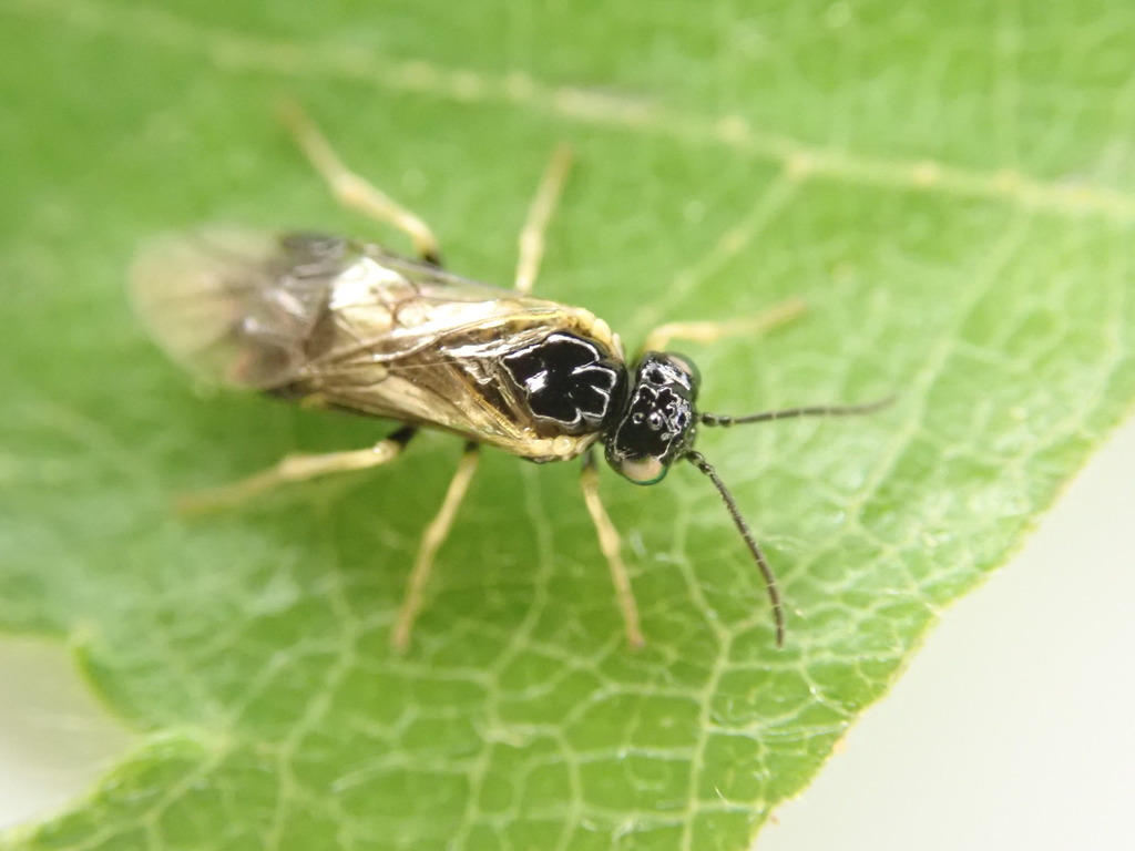 Early Birch Leaf Edgeminer