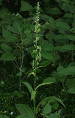 Veratrum lobelianum
