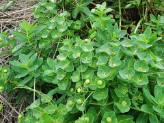 Euphorbia hylonoma
