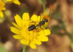 Formicidae