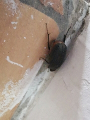 Holotrichia parallela