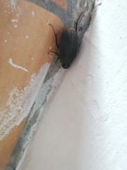 Holotrichia parallela