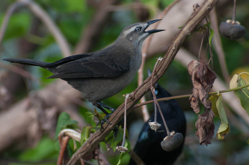 Carib Grackle, photo 10 of 10