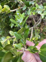 Psylla buxi