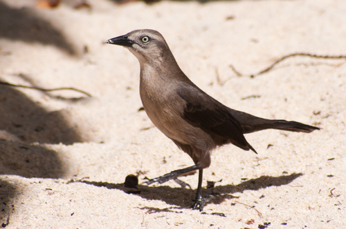 Carib Grackle, photo 6 of 10