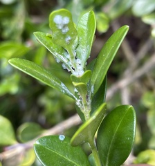 Psylla buxi