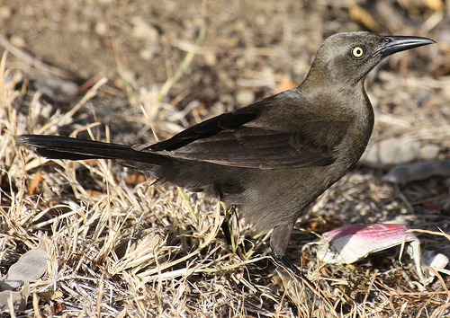 Carib Grackle, photo 7 of 10