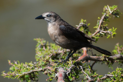 Carib Grackle, photo 9 of 10