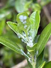 Psylla buxi