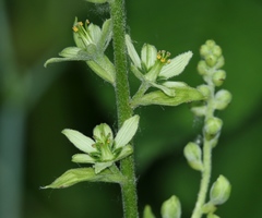Veratrum lobelianum