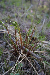 Vicia venosa