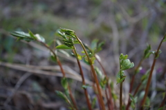 Vicia venosa