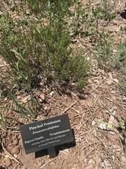 Penstemon pinifolius
