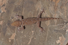 Tarentola annularis
