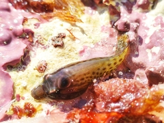 Lepadogaster purpurea