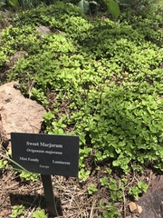 Origanum majorana