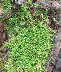 Odontoschisma denudatum