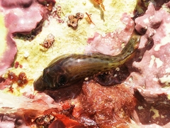 Lepadogaster purpurea