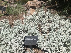 Tanacetum densum