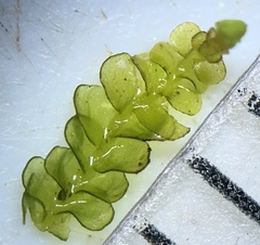 Odontoschisma denudatum