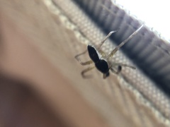 Philodromus dispar