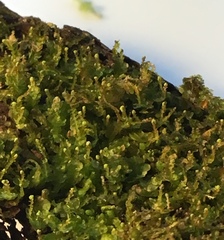 Odontoschisma denudatum