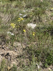Erysimum rhaeticum