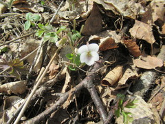 Viola alexandrowiana