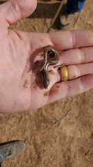 Plestiodon multivirgatus