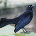Greater Antillean Grackle - Photo (c) Dick Daniels, some rights reserved (CC BY-SA)