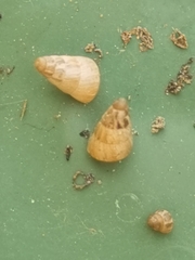 Cochlicella barbara