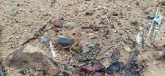 Rhopalurus