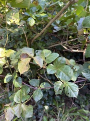 Rhoicissus rhomboidea