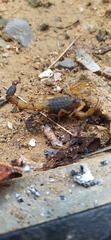 Rhopalurus