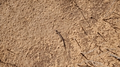 Plestiodon multivirgatus