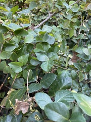 Rhoicissus rhomboidea
