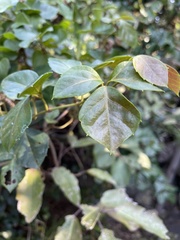 Rhoicissus rhomboidea