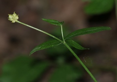 Ranunculus palaeoeuganeus