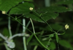 Ranunculus palaeoeuganeus