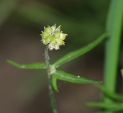 Ranunculus palaeoeuganeus